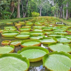 Pamplemousses-Botanical-Gardens-tour-packages-870x555